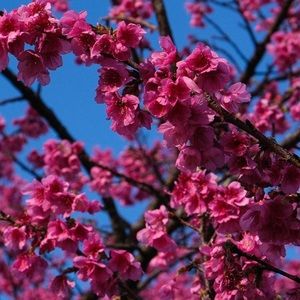 Meet your Posher, Allyson